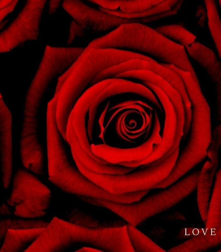 ⭐Make Your Gift Perfumed With Our Luxury Rose Scent